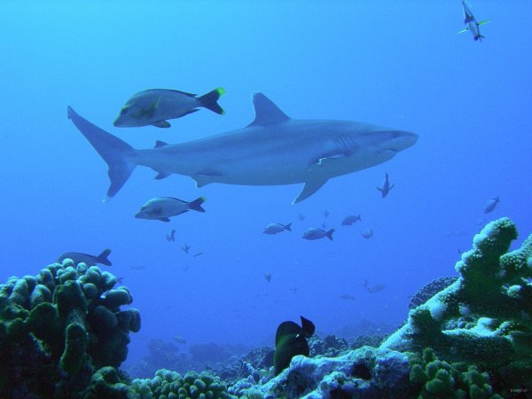 32- Requin Tapete sur le recif d'Avatoru 